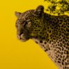 Just Another Yellow Leopard