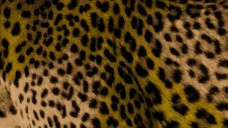 Just Another Yellow Leopard