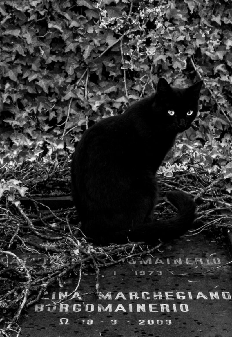 Gatto nero al cimitero
